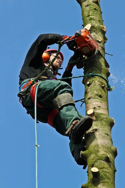 Holzfäller im Wald im Einsatz — Stockfoto