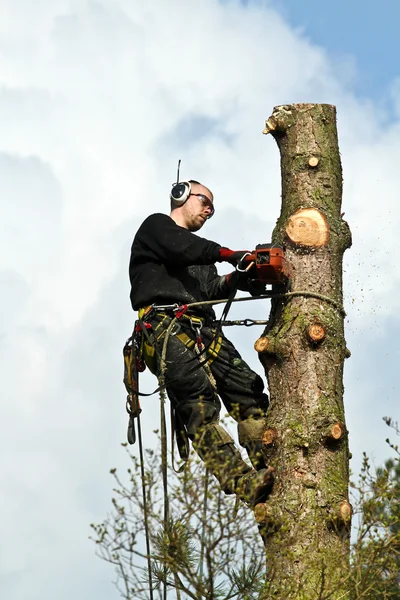 Holzfäller im Wald im Einsatz — Stockfoto