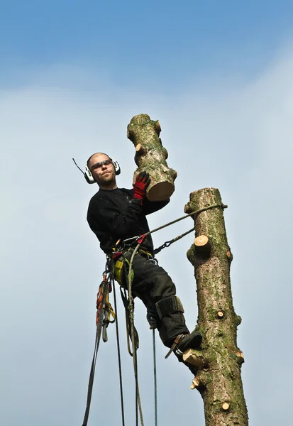 Woodcutter in action in forest — Stock fotografie