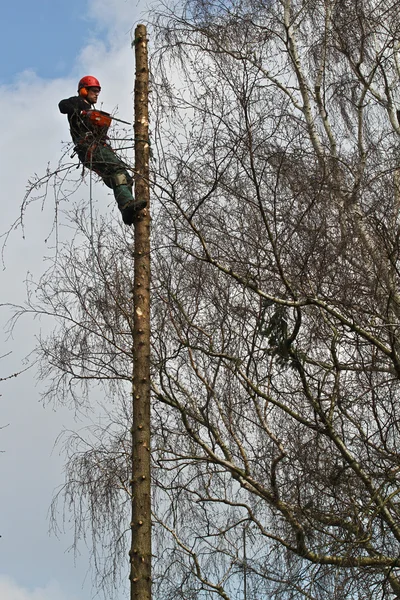 Cortador de madera en acción en el bosque —  Fotos de Stock