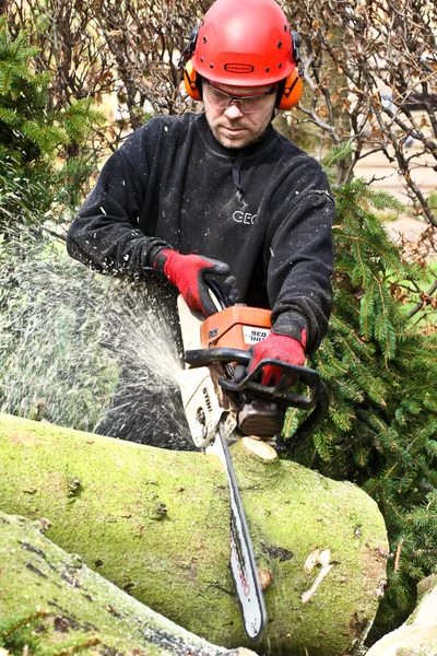 Ormandaki chainsaw ile oduncu