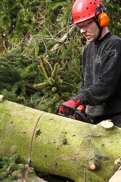 Cortador de madera con motosierra en el bosque —  Fotos de Stock