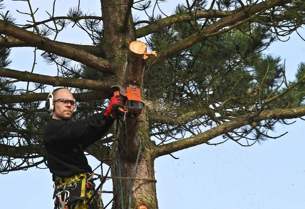 Man with woodcutter in action — Stock fotografie