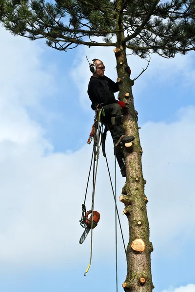 Man with woodcutter in action — Stock Photo, Image