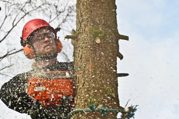 Man with woodcutter in action — Stock fotografie