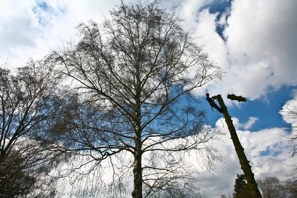 Woodcutter on top of tree in action — Stock Photo, Image