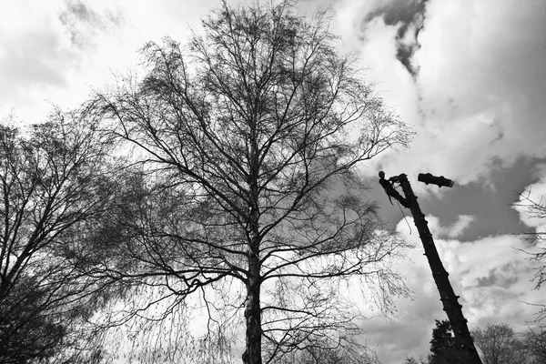 Ξυλοκόπος στην κορυφή δέντρου σε δράση — Φωτογραφία Αρχείου