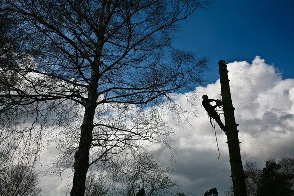 Cortador de madeira no topo da árvore em ação — Fotografia de Stock