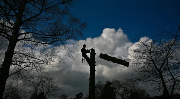 Cortador de madera en la parte superior del árbol en acción —  Fotos de Stock