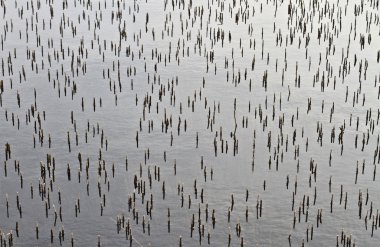 Sazlık bir göl üzerinde kesmek