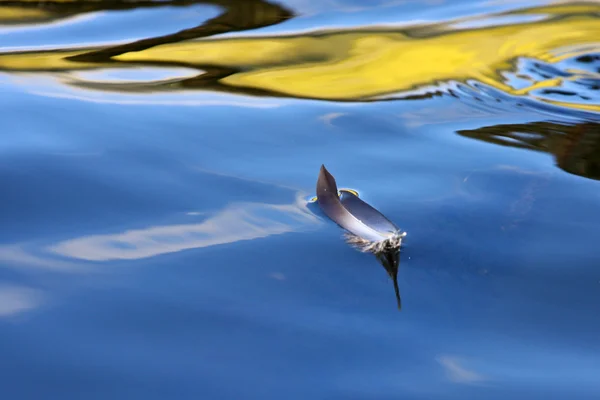 Feather on a lake in Denmark with blue colour — Stock Photo, Image