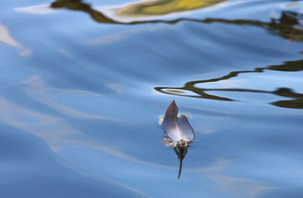 Feather on a lake in Denmark with blue colour — Stock Photo, Image