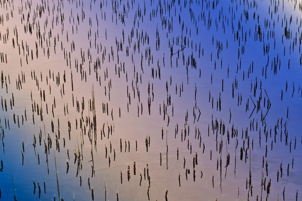 Gesneden riet op een meer — Stockfoto