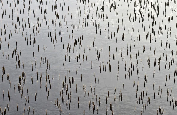 Roseaux coupés sur un lac — Photo