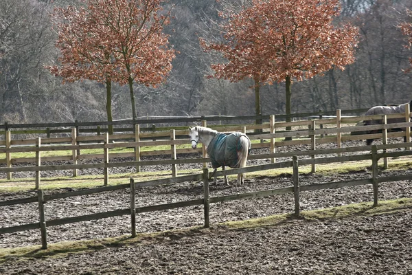 Winter paarden op veld — Stockfoto