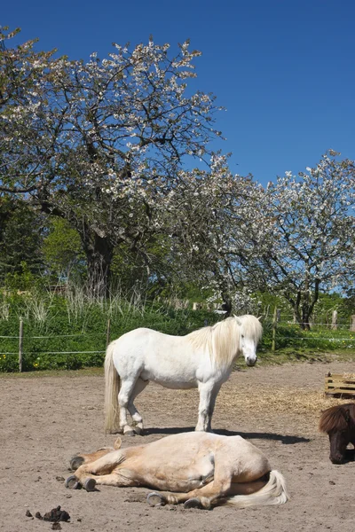 Koně v létě — Stock fotografie