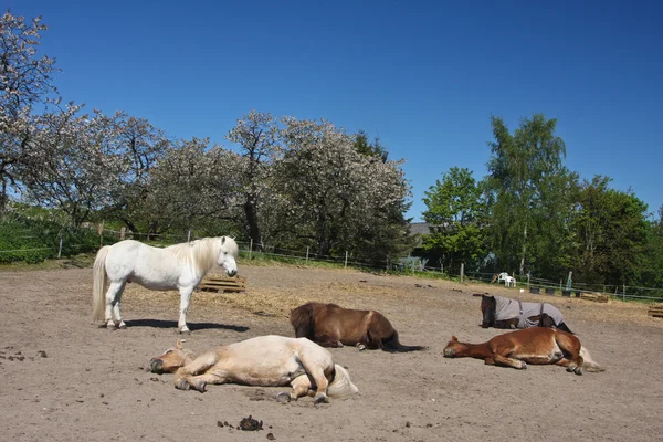 Paarden in de zomer — Stockfoto