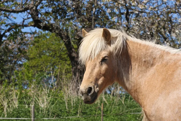 Yaz aylarında at — Stok fotoğraf