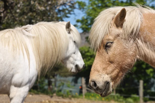 Dva koně v létě — Stock fotografie