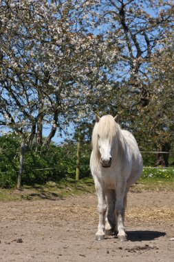 Yaz aylarında beyaz at