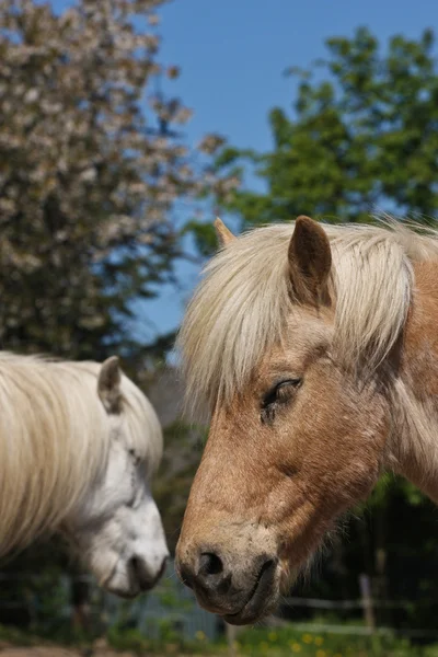 Dos caballos en el verano — Foto de Stock