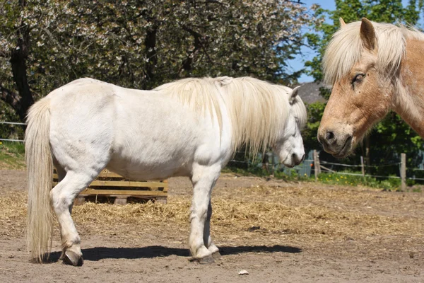 Dos caballos en el verano — Foto de Stock