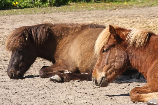 Pferde ruhen sich nach Rennen aus — Stockfoto