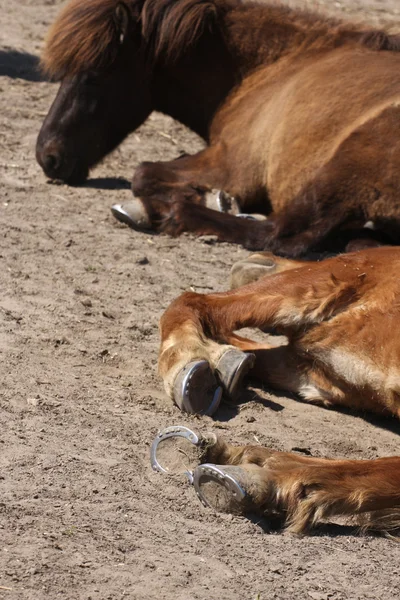 Horses resting after race — Stock Photo, Image