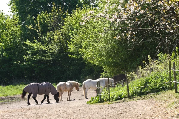 Cavallo in estate — Foto Stock