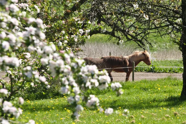 Paarden in de tuin in de zomer — Stockfoto