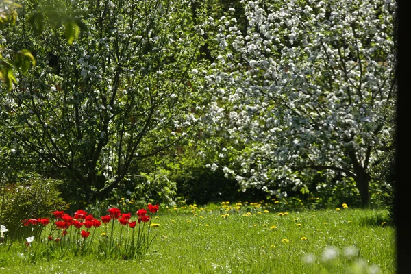 Tulipani colorati nel parco. — Foto Stock