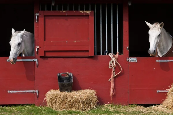 Две лошади в конюшне — стоковое фото
