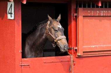 Danimarka gösterisinde at
