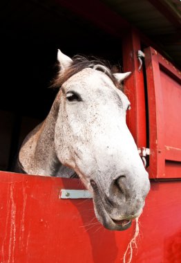 Danimarka gösterisinde at
