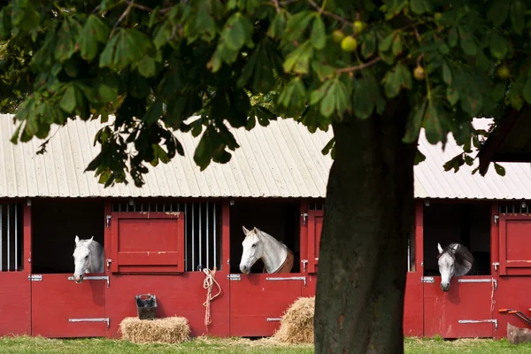 Horse show in denmark — Stock Photo, Image