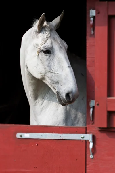 Show de cavalos em denmark — Fotografia de Stock