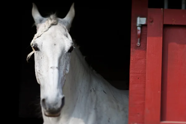 Horse show in denmark — Stock Photo, Image