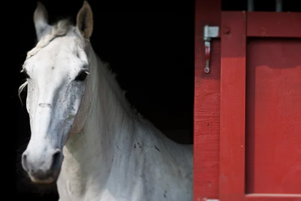 Show de cavalos em denmark — Fotografia de Stock