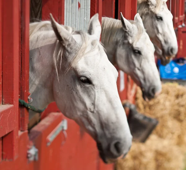 Horse show in denmark — Stock Photo, Image