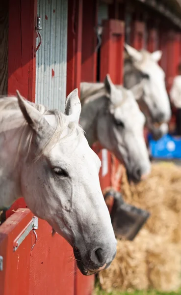 Show de cavalos em denmark — Fotografia de Stock