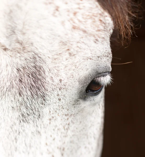 Show de cavalos em denmark — Fotografia de Stock