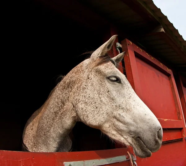 Show de cavalos em denmark — Fotografia de Stock