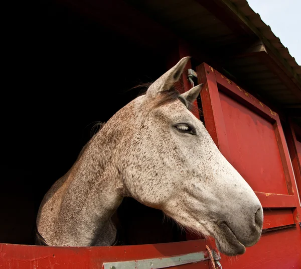 Spettacolo di cavalli in denmark — Foto Stock