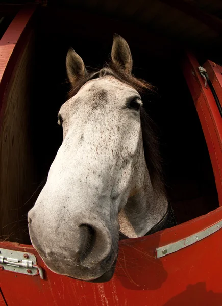 Hästshow i Danmark — Stockfoto