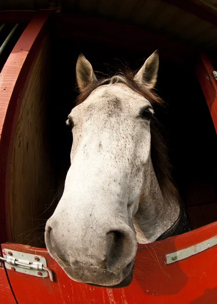 Show de cavalos em denmark — Fotografia de Stock