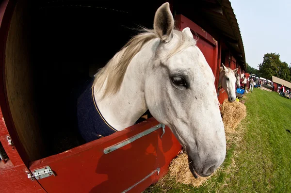 Spettacolo di cavalli in denmark — Foto Stock