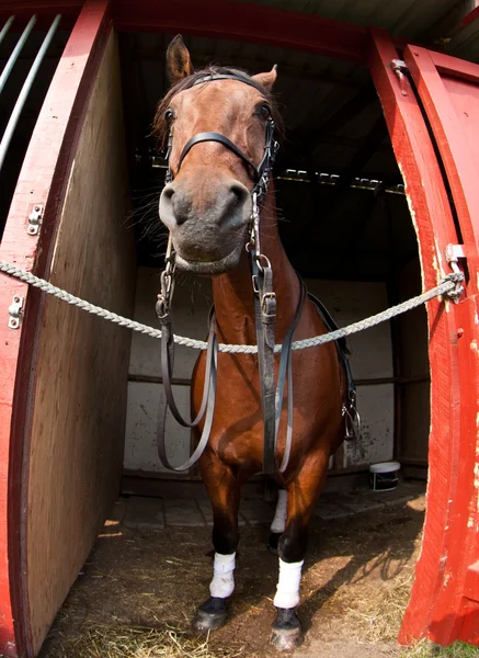 Show de cavalos em denmark — Fotografia de Stock