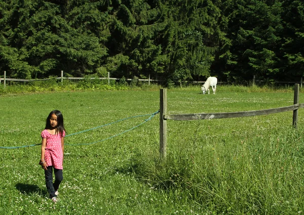 Menina com um cavalo branco — Fotografia de Stock