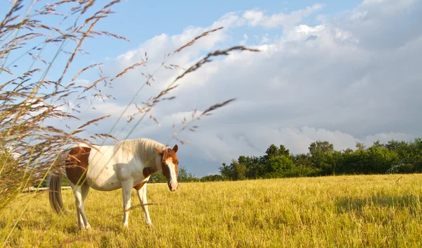 Pferd in Dänemark und blauem Himmel — Stockfoto