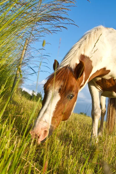 Cavallo in denmark e cielo blu — Foto Stock